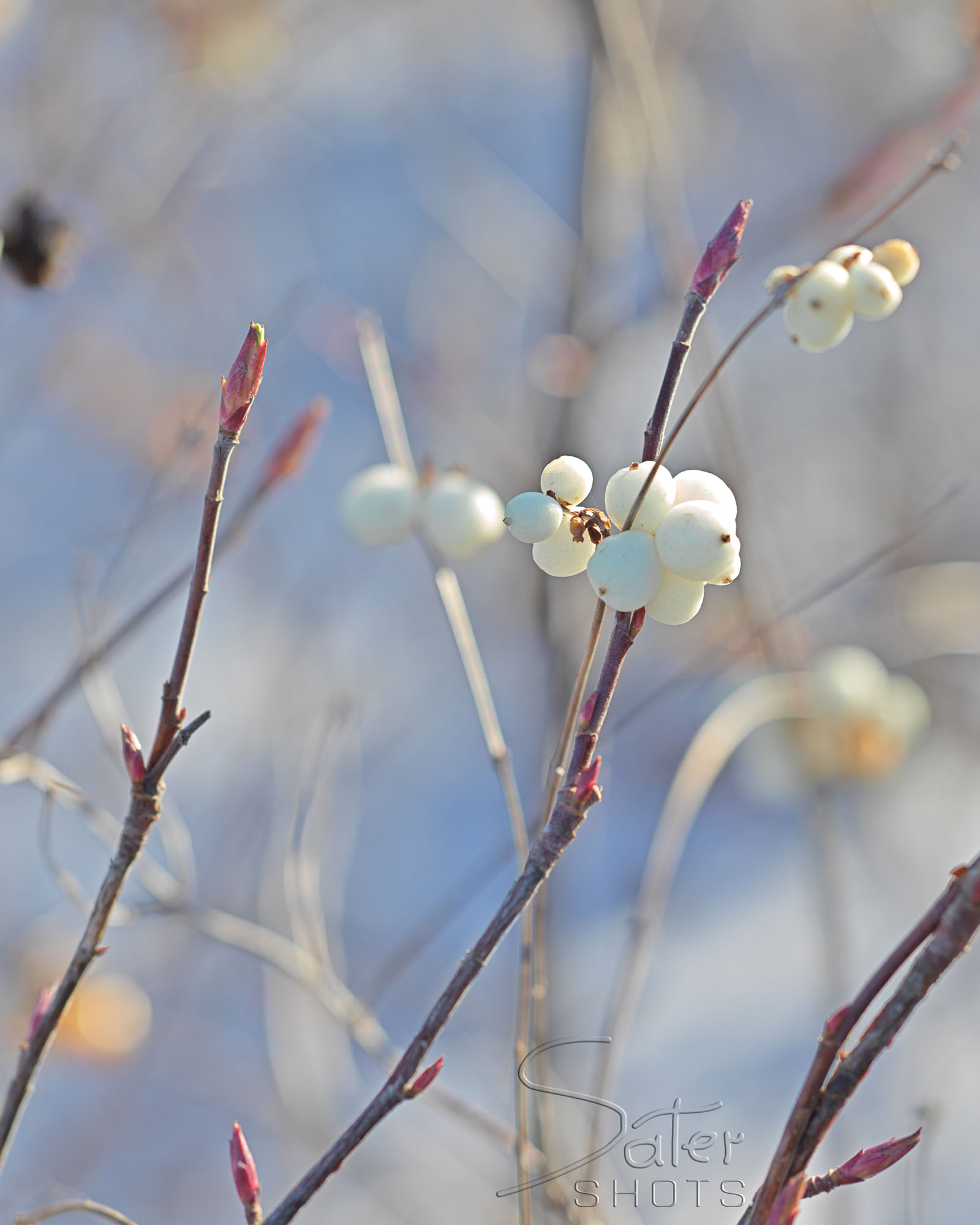 Young flowers