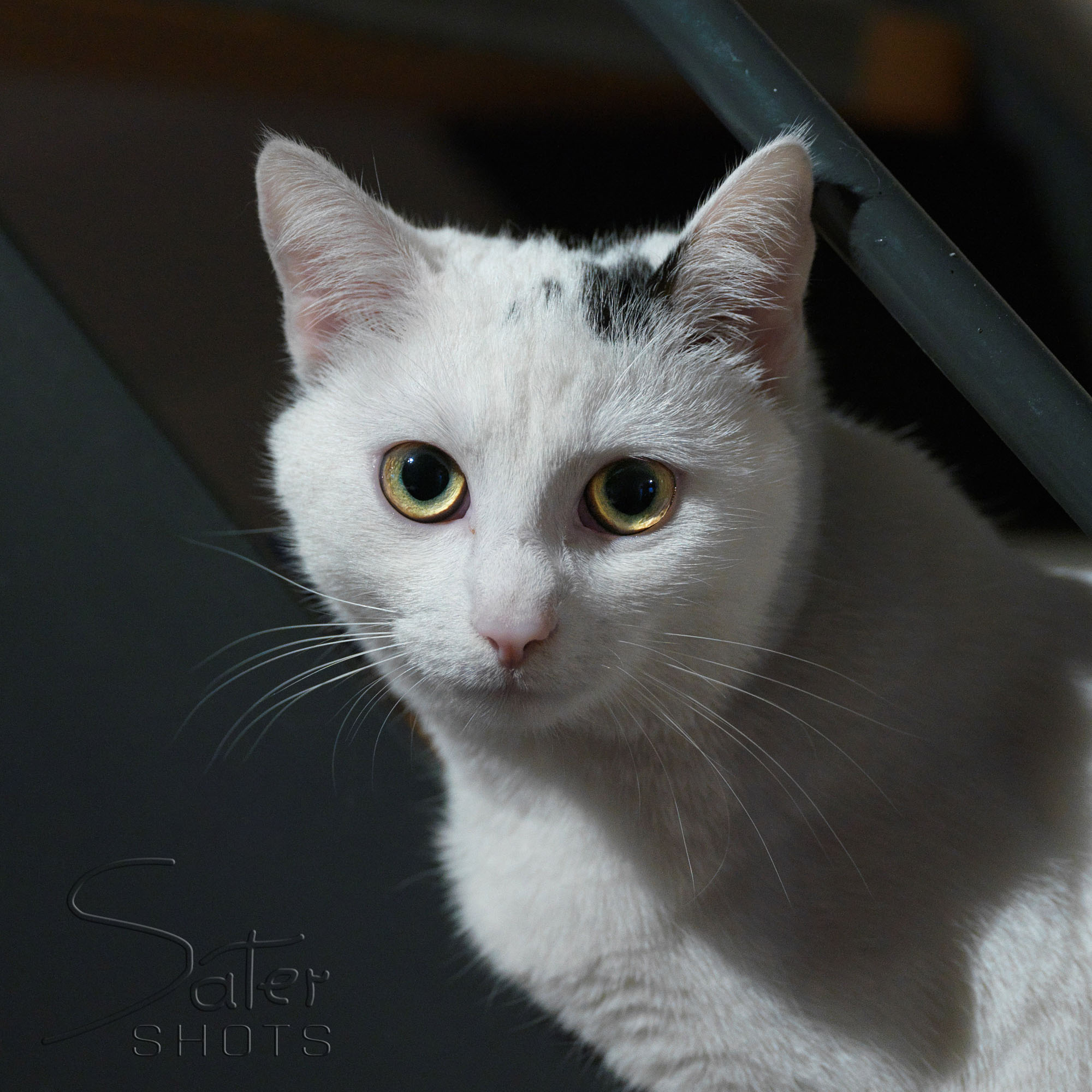 A cat with mesmerizing eyes