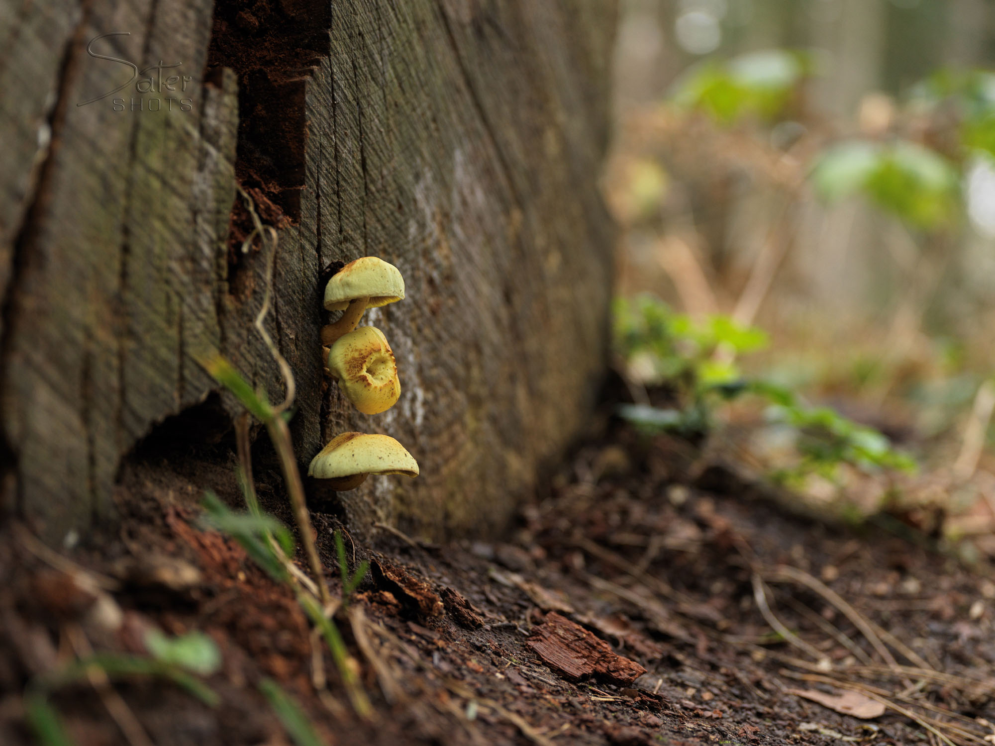 A macro of a mushroom