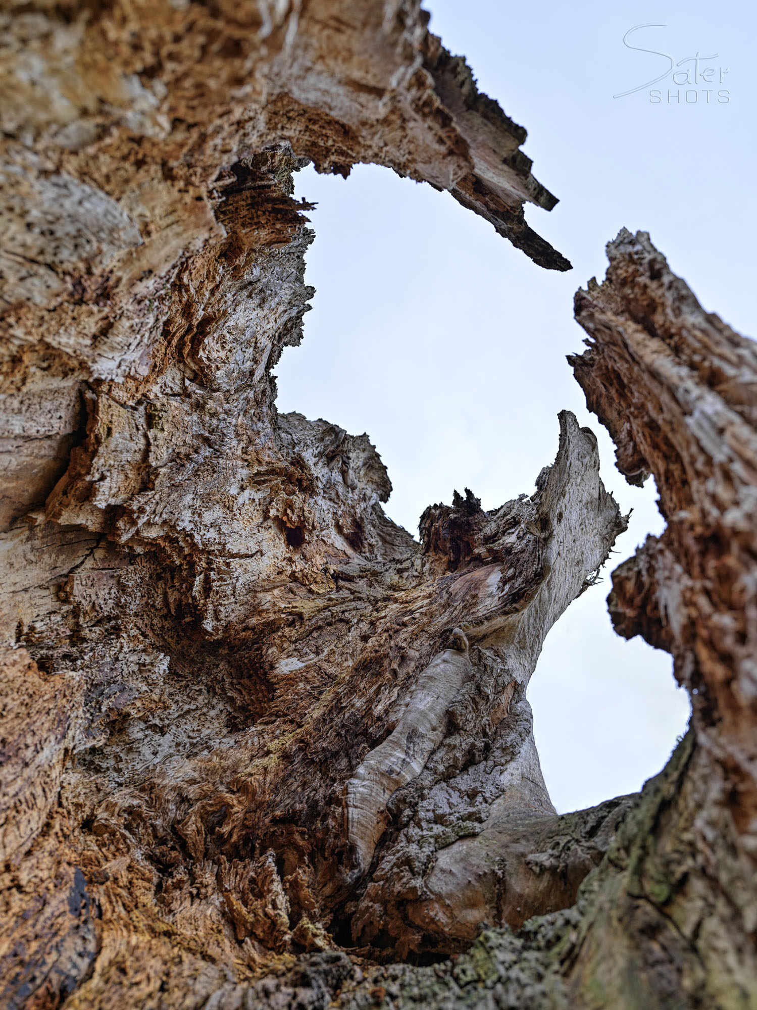 Hollow tree stump