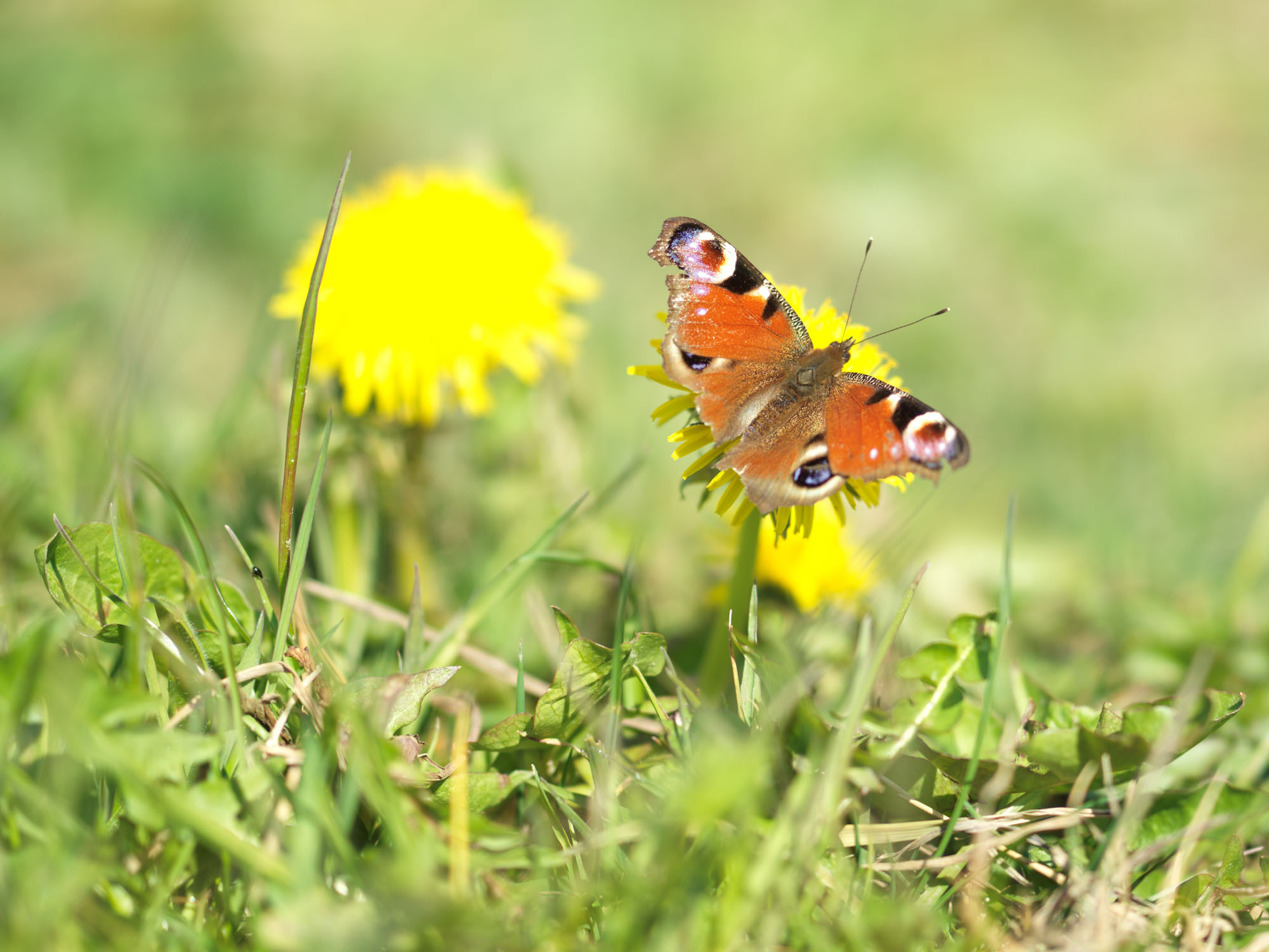 A resting butterfly